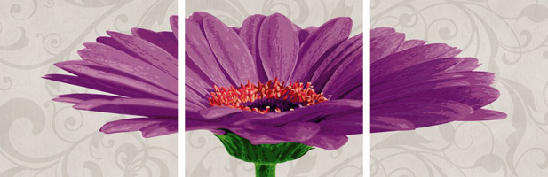 Gerbera jamesonii violett von Schipper Malen nach Zahlen Gerbera jamesonii violett