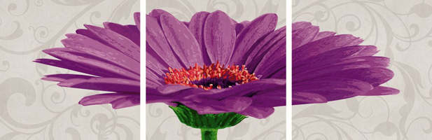 Gerbera jamesonii violett