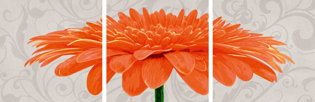 Chrysanthemum orange