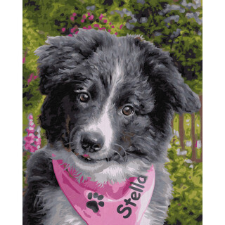 Border Collie Puppy - Malen nach Zahlen Schipper 24x30 cm Meisterklasse